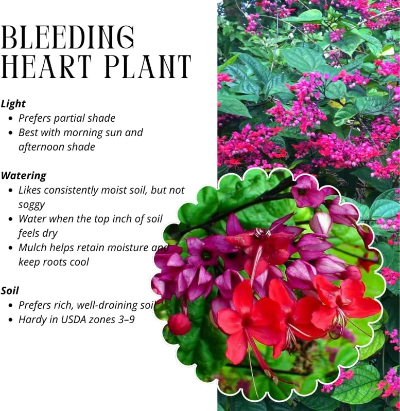 Red Bleeding Heart Plants Live, Clerodendrum, Perennial Shade Flower, 2-Pack, 4-6 Inch Tall - Image 5
