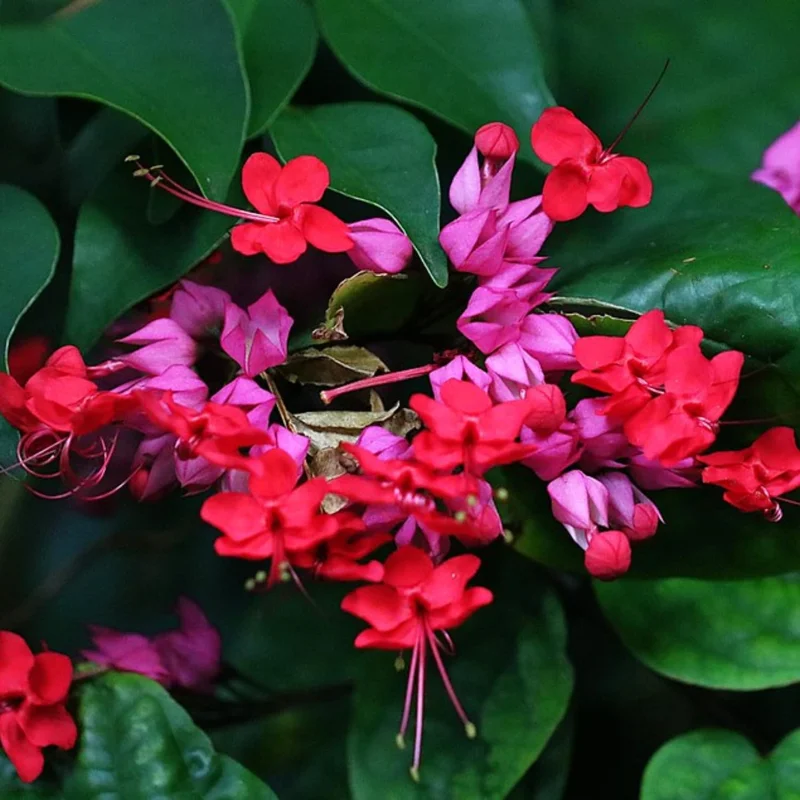 Red Bleeding Heart Plants Live, Clerodendrum, Perennial Shade Flower, 2-Pack, 4-6 Inch Tall - Image 6