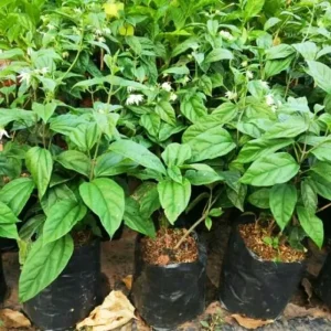 Red Bleeding Heart Plants Live, Clerodendrum, Perennial Shade Flower, 2-Pack, 4-6 Inch Tall - Image 7