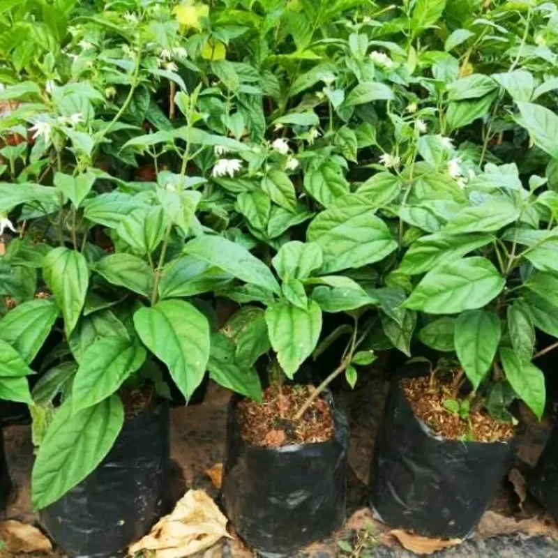 Red Bleeding Heart Plants Live, Clerodendrum, Perennial Shade Flower, 2-Pack, 4-6 Inch Tall - Image 7