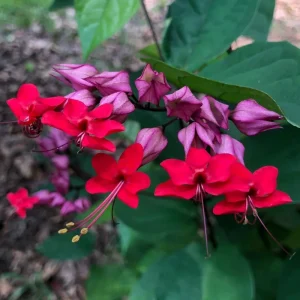 Red Bleeding Heart Plants Live, Clerodendrum, Perennial Shade Flower, 2-Pack, 4-6 Inch Tall - Image 8
