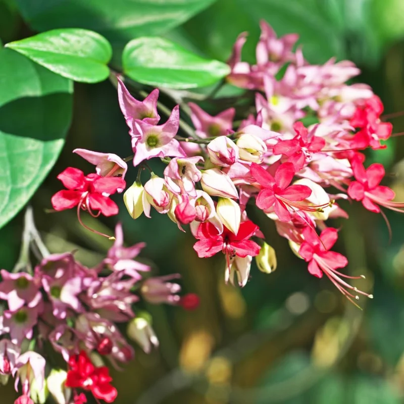 Red Bleeding Heart Plants Live, Clerodendrum, Perennial Shade Flower, 2-Pack, 4-6 Inch Tall - Image 9