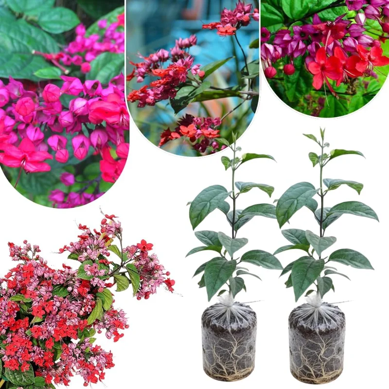 Red Bleeding Heart Plants Live, Clerodendrum, Perennial Shade Flower, 2-Pack, 4-6 Inch Tall - Image 1
