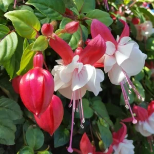 Red Blue Fuchsia Live Plant – 3-5 inch Starter Plug – Hardy Perennial Flowers for Hanging Baskets - Image 3
