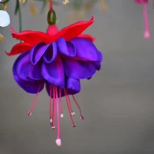 Red Blue Fuchsia Live Plant – 3-5 inch Starter Plug – Hardy Perennial Flowers for Hanging Baskets - Image 4