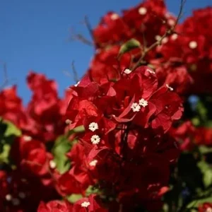 Red Bougainvillea Live Plant - Flowering Perennial Shrub 6-8 Inches Tall Outdoor - Image 2
