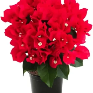 Red Bougainvillea Live Plant – Potted Flowering Tree, 4-5 Inches Tall, Outdoor - Image 7