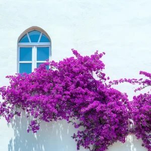 Red Bougainvillea Live Plants - Pack of 2 Bareroot Starters, 4-6 Inches Tall, Outdoor - Image 3