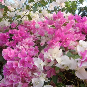 Red Bougainvillea Live Plants - Pack of 2 Bareroot Starters, 4-6 Inches Tall, Outdoor - Image 4