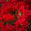 Red Bougainvillea Live Plants - Pack of 2 Bareroot Starters, 4-6 Inches Tall, Outdoor - Image 1