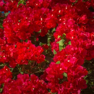 Red Bougainvillea Live Plants - Pack of 2 Bareroot Starters, 4-6 Inches Tall, Outdoor - Image 1