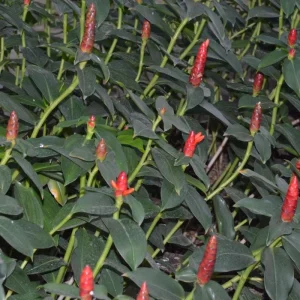 Red Button Ginger Live Plant - Costus igneus, 5-8