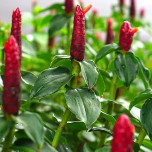 Red Button Ginger Live Plant - Costus igneus, 5-8