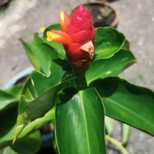 Red Button Ginger Live Plant - Costus igneus, 5-8