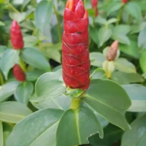 Red Button Ginger Live Plant - Costus igneus, 5-8