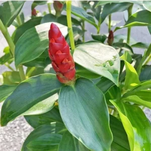 Red Button Ginger Live Plant - Costus igneus, 5-8
