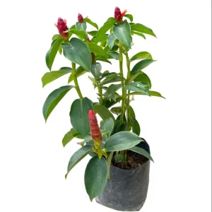 Red Button Ginger Live Plant - Costus igneus, 5-8