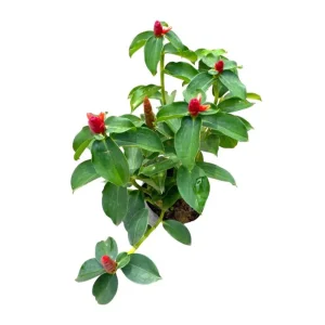 Red Button Ginger Live Plant - Costus igneus, 5-8