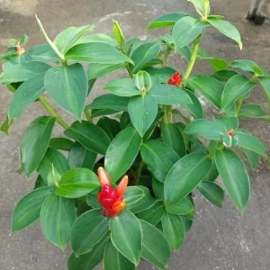 Red Button Ginger Live Plants Set of 2 - Tropical Indian Head Ginger 5-8