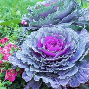 Red Cabbage Live Plant - Ornamental & Edible - 4 Inch Pot - Outdoor - Image 5