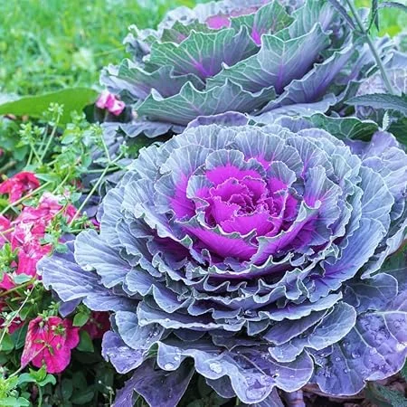 Red Cabbage Live Plant - Ornamental & Edible - 4 Inch Pot - Outdoor - Image 5