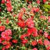 Red Camellia Japonica Live Plant - 10-12" Tall, 4" Pot, Hardy Outdoor Shrub - Image 1