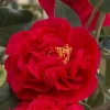 Red Camellia Japonica Live Plant - Large Flowers, 4 Inch Pot, 5-10 Inches Tall - Image 1
