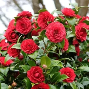 Red Camellia Live Plant - 4