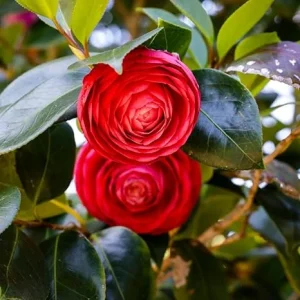 Red Camellia Live Plant – Camellia Japonica Bush – 5-10 Inches Tall – 4 Inch Pot – Outdoor - Image 4
