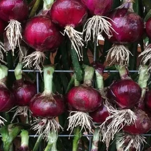 Red Candy Sweet Onion Bulbs - Non-GMO Heirloom Sets - 40-70 Plants - Image 2