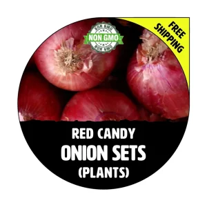 Red Candy Sweet Onion Bulbs - Non-GMO Heirloom Sets - 40-70 Plants - Image 1