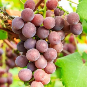 Red Catawba Grape Vine Live Plant - Vitis Labrusca Fruit Starter - 5-7 Inch Tall Outdoor - Image 5