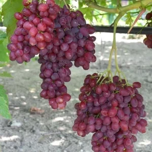 Red Catawba Grape Vine Live Plant - Vitis Labrusca Fruit Starter - 5-7 Inch Tall Outdoor - Image 1