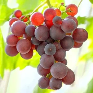 Red Catawba Grape Vine Live Plant - Vitis Labrusca Starter 5-7