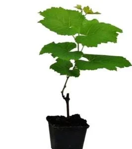 Red Catawba Grape Vine Live Plant - Vitis Labrusca Starter 5-7