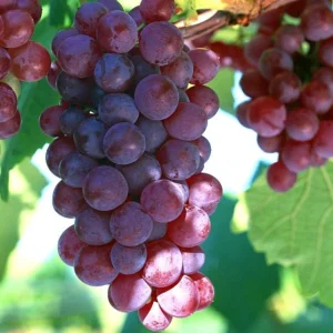 Red Catawba Grape Vine Live Plant - Vitis Labrusca Starter 5-7