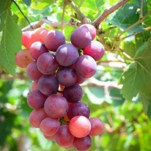 Red Catawba Grape Vine Live Plant - Vitis Labrusca Starter 5-7