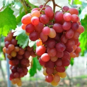 Red Catawba Grape Vine Live Plant - Vitis Labrusca Starter 5-7
