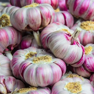 Red Chesnok Hardneck Garlic Bulbs for Planting - 1 Pound, Cold Hardy - Image 3