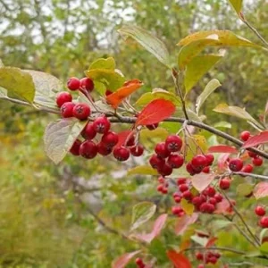 Red Chokeberry Plant - Aronia Berry Shrub 6-12 Inch Tall, 2.5 Inch Pot - Image 7