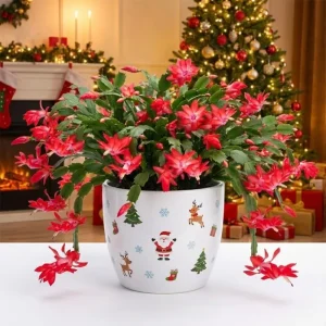 Red Christmas Cactus Live Plant 4 inch Pot - Indoor Holiday Blooms - Image 2