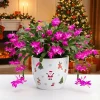 Red Christmas Cactus Live Plant 4 inch Pot - Indoor Holiday Blooms - Image 1