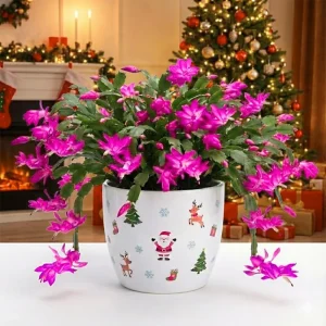 Red Christmas Cactus Live Plant 4 inch Pot - Indoor Holiday Blooms - Image 1