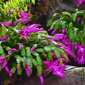 Red Christmas Cactus Live Plant – Holiday Cactus in 4 Inch Pot – Indoor/Outdoor - Image 2