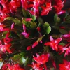 Red Christmas Cactus Live Plant – Holiday Cactus in 4 Inch Pot – Indoor/Outdoor - Image 1