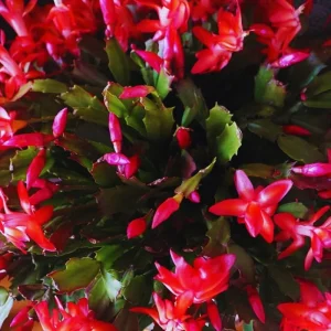 Red Christmas Cactus Live Plant – Holiday Cactus in 4 Inch Pot – Indoor/Outdoor - Image 1