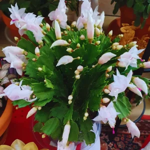 Red Christmas Cactus Live Plant, Holiday Houseplant, 4-inch Pot, 5-7 inches Tall - Image 3