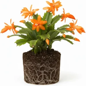 Red Christmas Cactus Live Plant, Holiday Houseplant, 4-inch Pot, 5-7 inches Tall - Image 4