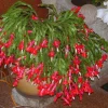 Red Christmas Cactus Live Plant, Holiday Houseplant, 4-inch Pot, 5-7 inches Tall - Image 1