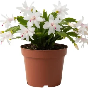 Red Christmas Cactus Live Plant in 2 Inch Pot - Vibrant Holiday Blooms - Image 9